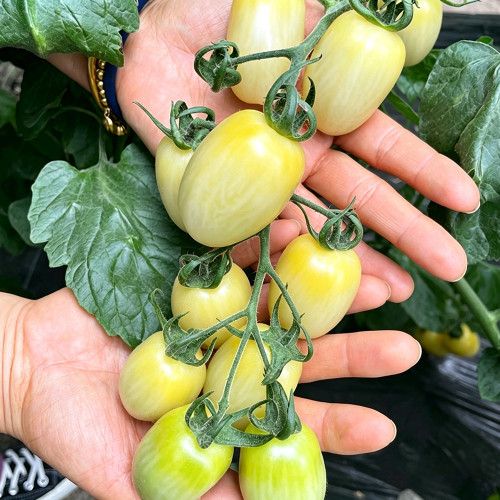 White Jade Cherry Tomato Seeds - Unique Tomato Variety, Easy to Grow, Great Taste, Ideal for Home Gardening