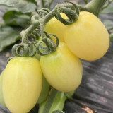 White Jade Cherry Tomato Seeds - Unique Tomato Variety, Easy to Grow, Great Taste, Ideal for Home Gardening