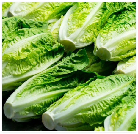Romaine Lettuce Seeds Parris Island Cos Romaine Lettuce(Lactuca Sativa)