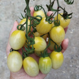 White Jade Cherry Tomato Seeds - Unique Tomato Variety, Easy to Grow, Great Taste, Ideal for Home Gardening