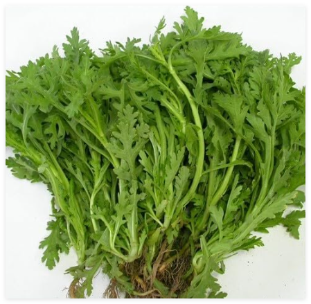 TONGHO Choy, SHUNGIKU SSUKGAT, Chrysanthemum Greens Seeds, TẦN Ô