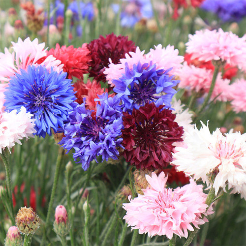 Hezhichun Mixed Color Cornflower Seeds – Annual & Biennial Upright Ornamental, for Garden Plant