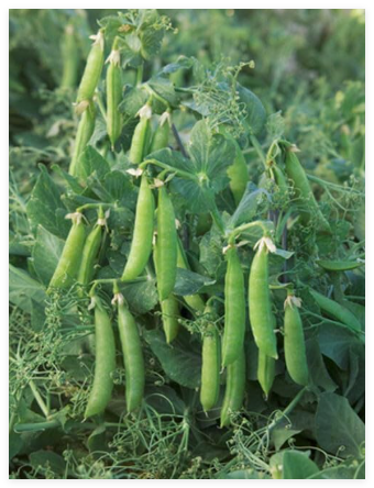 Sugar L II Snap Pea Seeds Bush Green Sweet Pea Selfsupporting Heirloom