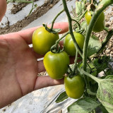 Green Jade Cherry Tomato Seeds – High yield, easy to grow, rich flavor, perfect for home gardening
