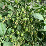 Green Jade Cherry Tomato Seeds – High yield, easy to grow, rich flavor, perfect for home gardening