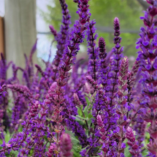 Hezhichun Woodland Sage Seeds - Salvia nemorosa, Hardy Perennial, Drought Tolerant Garden Flowers