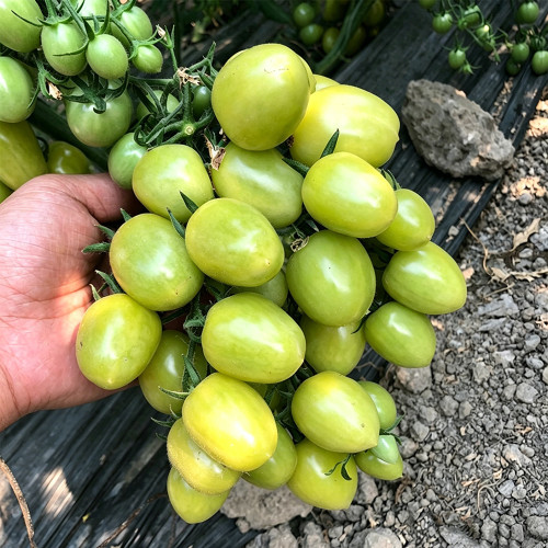 Green Jade Cherry Tomato Seeds – High yield, easy to grow, rich flavor, perfect for home gardening