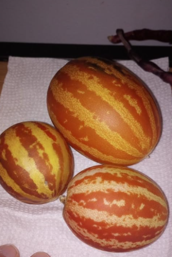 Exotic Sweetness 132 Melon Seeds, Heirloom, Organic Genuine USA