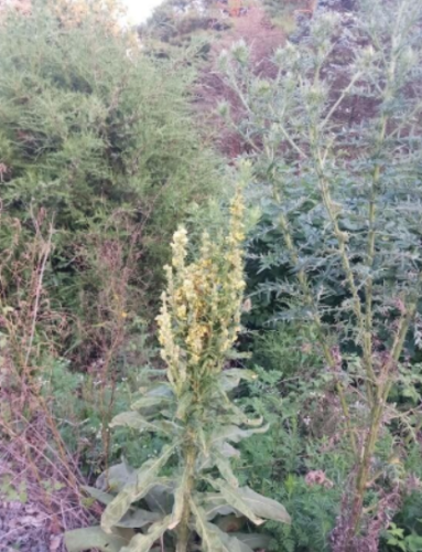 Great Mullein Seeds, (Verbascum thapsus). Seeds from Healthy Parent Plants