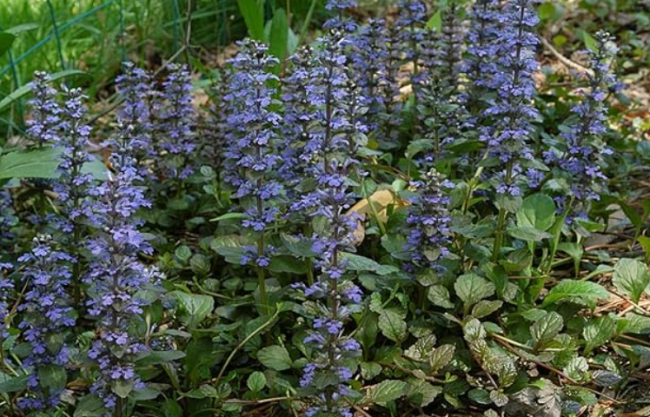 Ajuga Reptans Seeds Perennial
