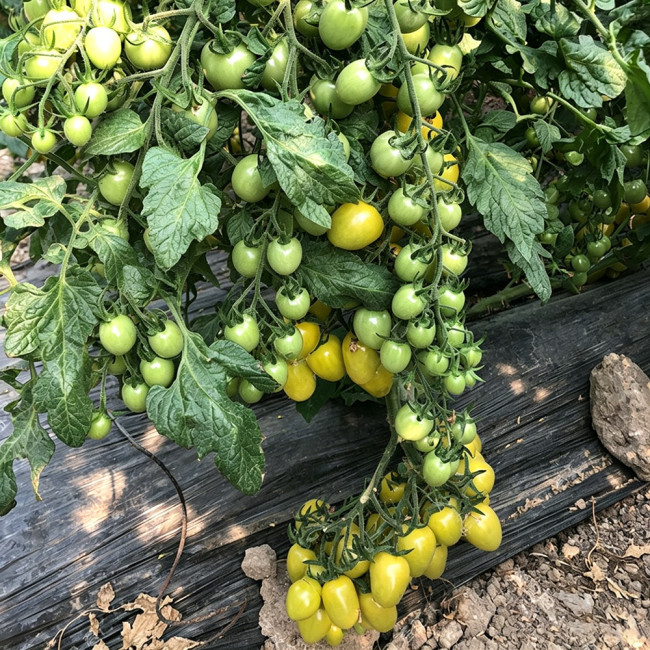 Green Jade Cherry Tomato Seeds – High yield, easy to grow, rich flavor, perfect for home gardening