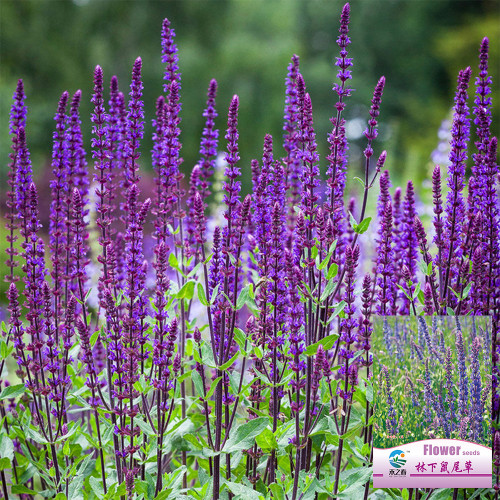 Hezhichun Woodland Sage Seeds - Salvia nemorosa, Hardy Perennial, Drought Tolerant Garden Flowers