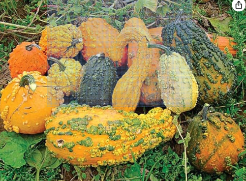 Lunch Lady Gourds Seeds. Organic. USA Seeds