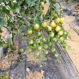 Green Jade Cherry Tomato Seeds – High yield, easy to grow, rich flavor, perfect for home gardening