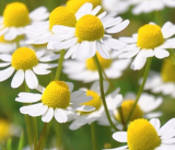 Roman Chamomile Seeds | Heirloom