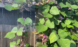 Asian Organic Heirloom Hyacinth Bean with Purple Edge Bean Seeds