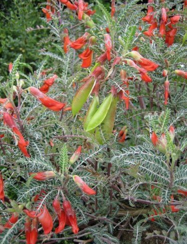 Lessertia Frutescens Seeds, African Sutherlandia Shrub,The Cancer Bush