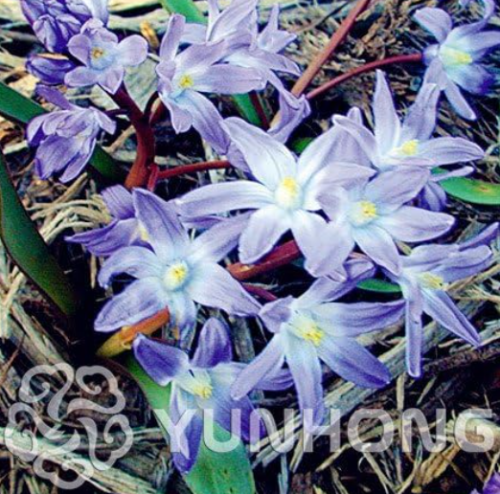 Blue Bell Flower Seed Beautiful Flower Seed Mix Indica Lily Plants Garden Bulbs Flowers Outdoor Potted Seed Flores - (Color: 5)