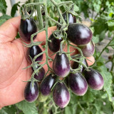 Black Jade Cherry Tomato Seeds – Easy to grow and manage, great taste, a specialty variety for beginners