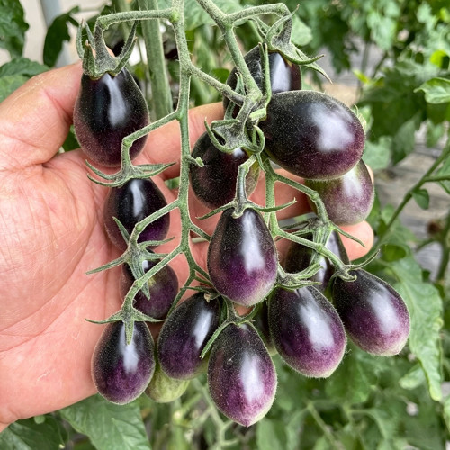Black Jade Cherry Tomato Seeds – Easy to grow and manage, great taste, a specialty variety for beginners
