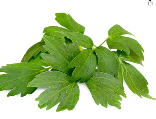 Lovage Seeds, Levisticum officinale, Maggi Herb, Non-GMO by Mai's Family