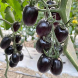 Black Jade Cherry Tomato Seeds – Easy to grow and manage, great taste, a specialty variety for beginners