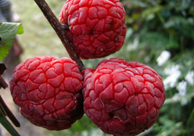 10-15 Tall Che Seedless Plant, Chinese Mulberry 1 Year Old, grafted, Cudrania
