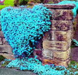 Creeping Thyme or Multi-Color Rock CRESS .Perennial Flower Ground Cover Flower Garden Decoration Plants - (Color: 6)