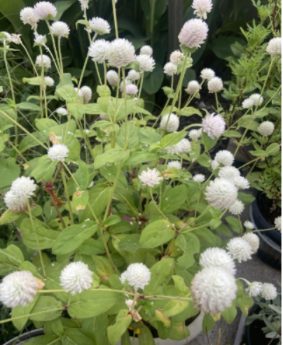 Globe Amaranth/Gomphrena/White