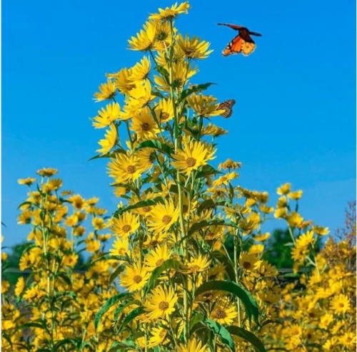 Maximilian Sunflower Seeds - - Non GMO 7' + Tall
