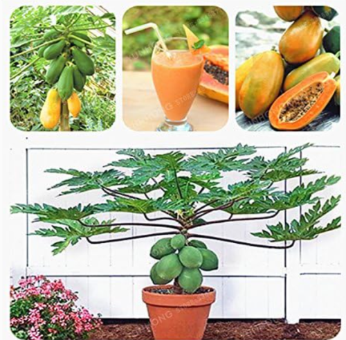 Papaya Seed Organic Heirloom Vegetable Fruit Plant Seed Tree Edible Plant for Home Garden