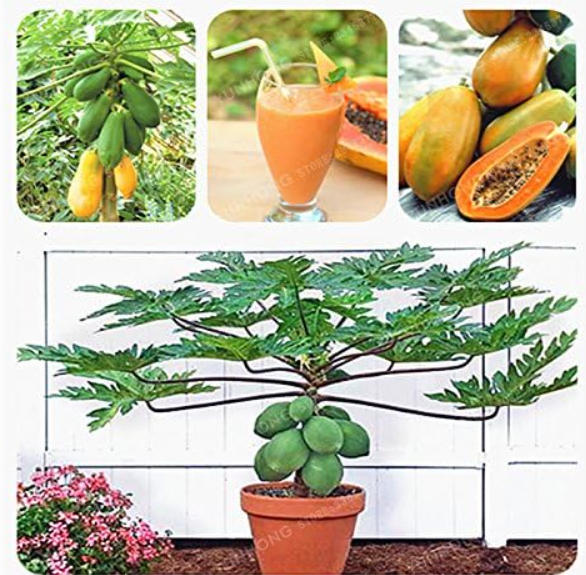 Papaya Seed Organic Heirloom Vegetable Fruit Plant Seed Tree Edible Plant for Home Garden