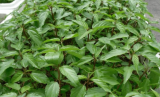 USA Rau Day Molokhia Saluyot Jute Seeds