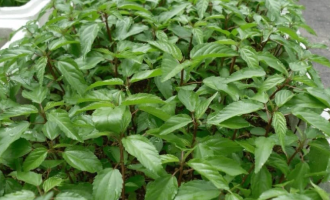 USA Rau Day Molokhia Saluyot Jute Seeds