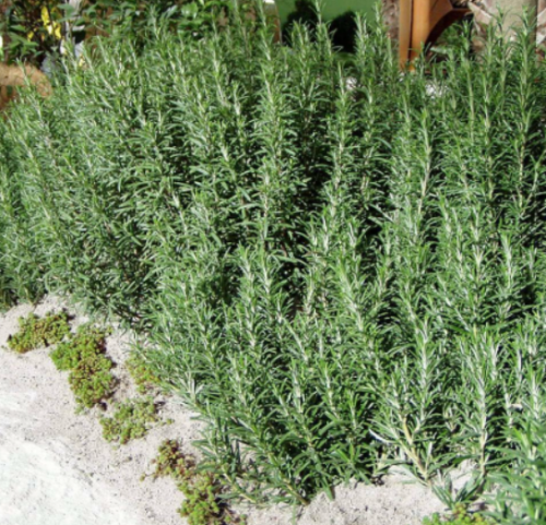 Rosmarinus officinalis ARP Hardy Rosemary Herb Seeds!