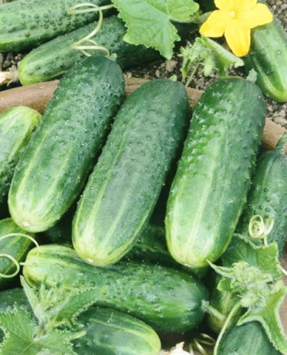 F1 Hybrid Cucumber Seeds - Very Early, Pickling Cucumber Variety
