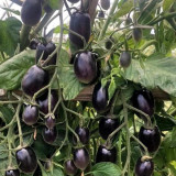 Black Jade Cherry Tomato Seeds – Easy to grow and manage, great taste, a specialty variety for beginners