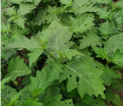 Garden Egg Seeds (Nigerian Afufa) Solanum aethiopicum