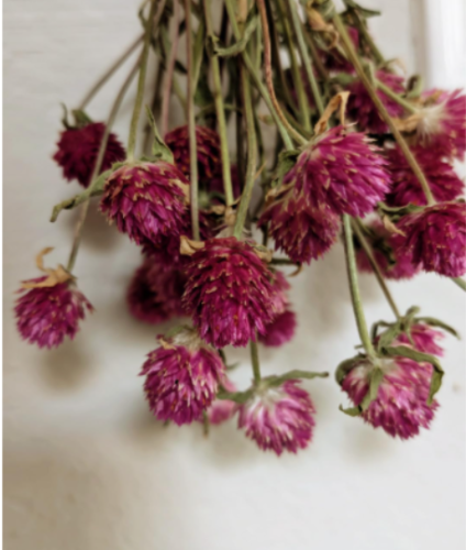 Pink Gomphrena Seeds, Globe Amaranth Flower