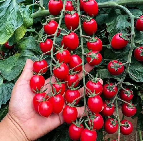 Waterfall Tomato Seeds - Heirloom, Non-GMO, High-Yield Variety