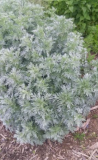 Wormwood (Artemisia Absinthium) Seeds, organically Grown