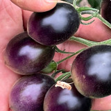 Black Jade Cherry Tomato Seeds – Easy to grow and manage, great taste, a specialty variety for beginners