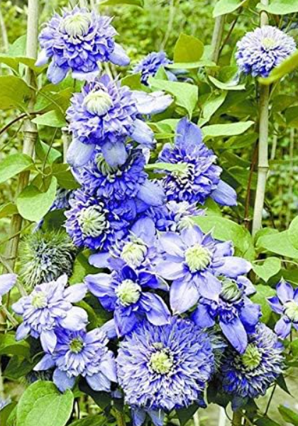 Exotic Clematis Seed Flower Blooming Clematis Vines Plant Indoor & Outdoor Pot Plant for Home Garden Decor - (Color: 12)