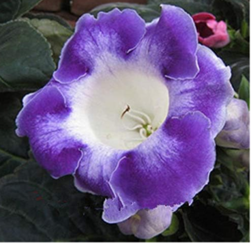 Gloxinia Plant Seed Perennial Sinningia Gloxinia Flower Plants for Home Garden Pot Easy Grow