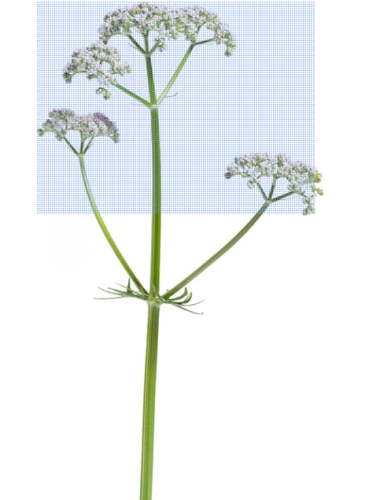 Valeriana Officinalis Seeds | Valerian Root | Medicinal Sleep Herb