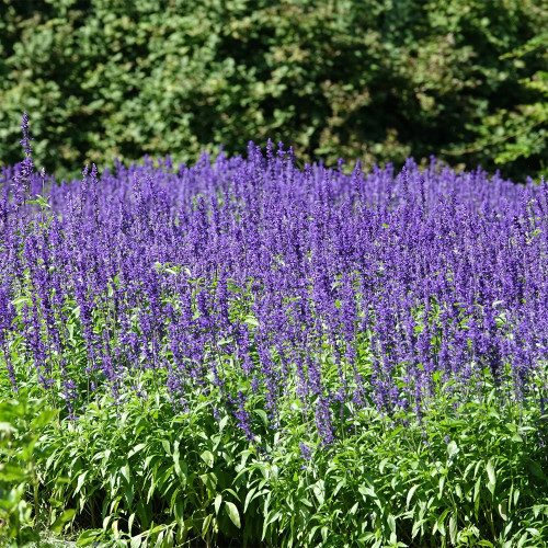 Hezhichun Blue Sage Seeds – Salvia farinacea, Heat-Tolerant Perennial for Flower Beds and Landscaping