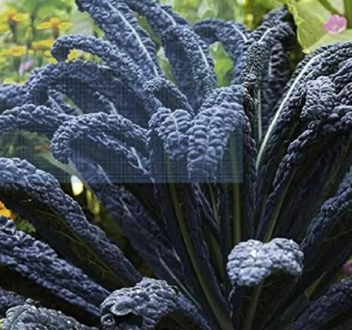 Black Magic Kale Seeds - Fresh