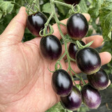 Black Jade Cherry Tomato Seeds – Easy to grow and manage, great taste, a specialty variety for beginners