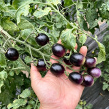 Black Jade Cherry Tomato Seeds – Easy to grow and manage, great taste, a specialty variety for beginners
