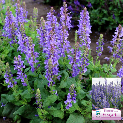 Hezhichun Blue Sage Seeds – Salvia farinacea, Heat-Tolerant Perennial for Flower Beds and Landscaping